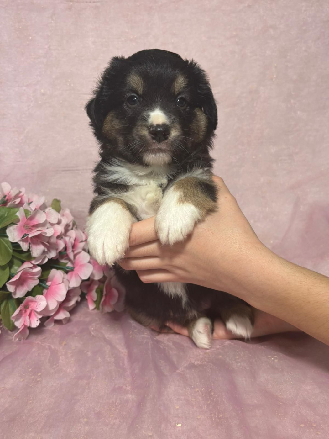 Du Royaume Des Quatre Pattes - Chiots disponibles - Berger Américain Miniature 