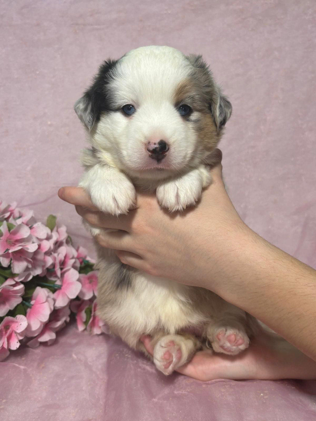 Du Royaume Des Quatre Pattes - Chiots disponibles - Berger Américain Miniature 