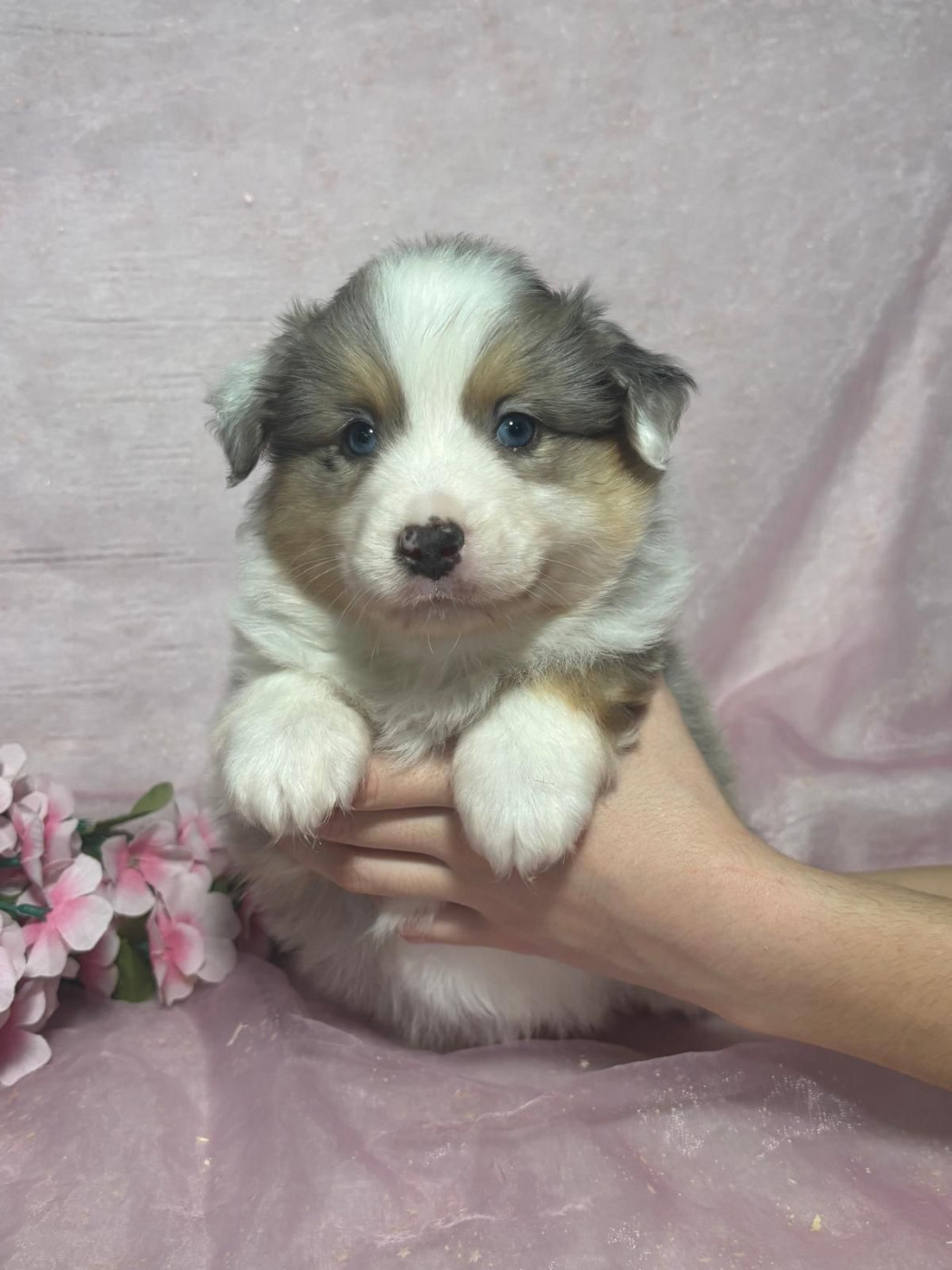 Du Royaume Des Quatre Pattes - Chiots disponibles - Berger Américain Miniature 