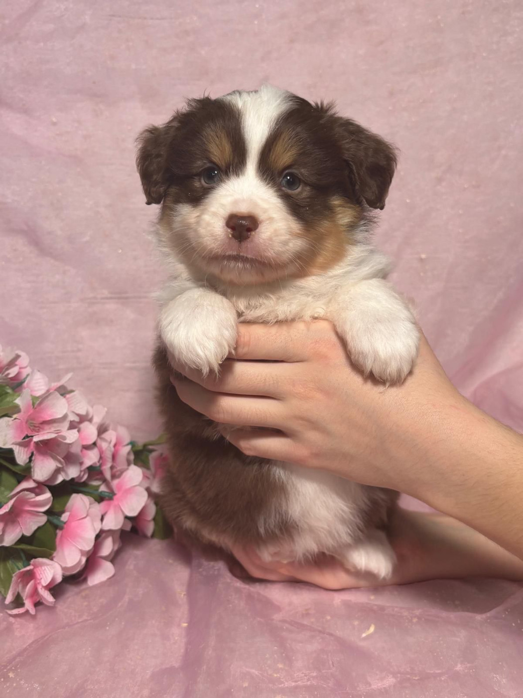 Du Royaume Des Quatre Pattes - Chiots disponibles - Berger Américain Miniature 