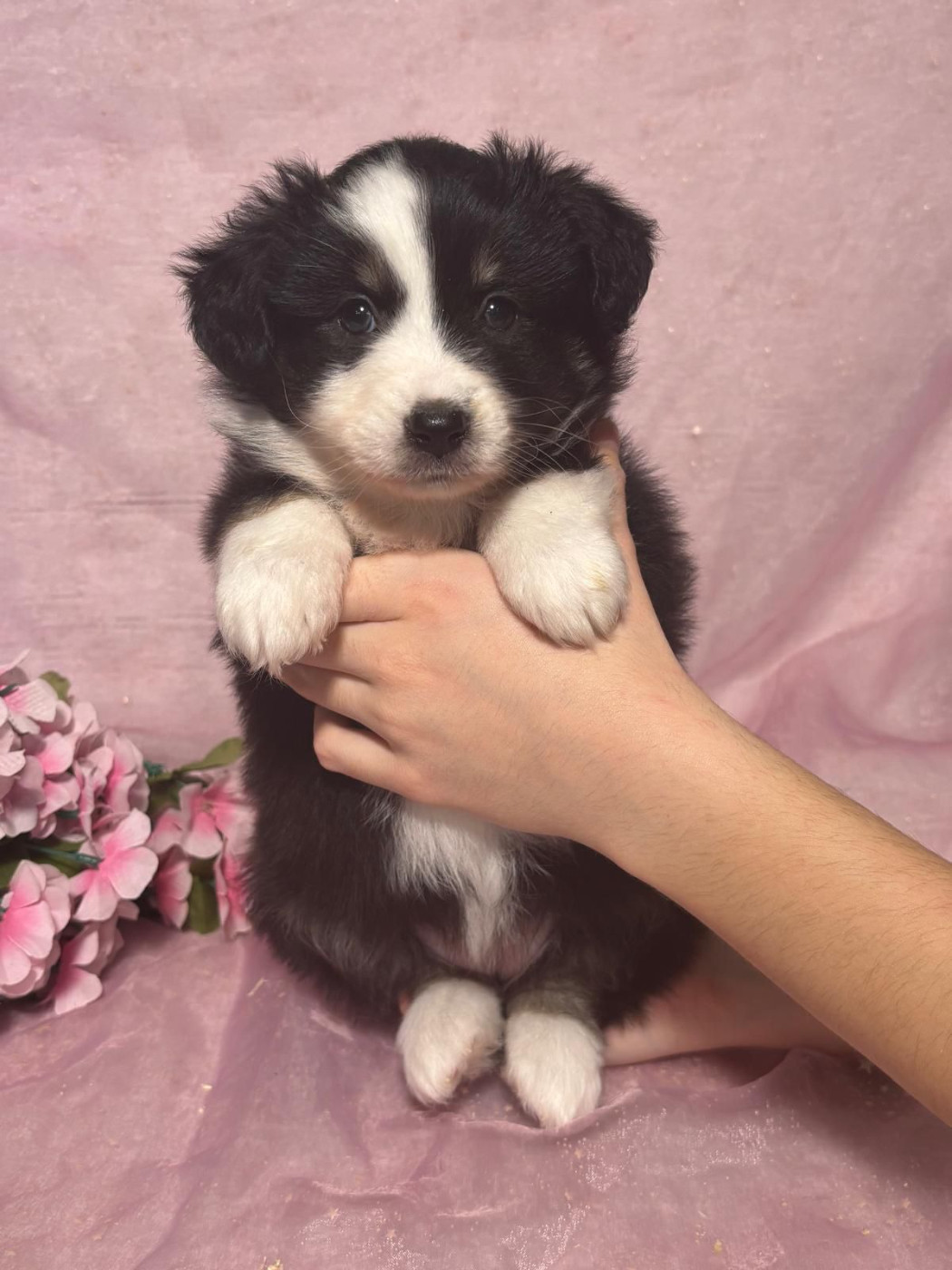 Du Royaume Des Quatre Pattes - Chiots disponibles - Berger Américain Miniature 