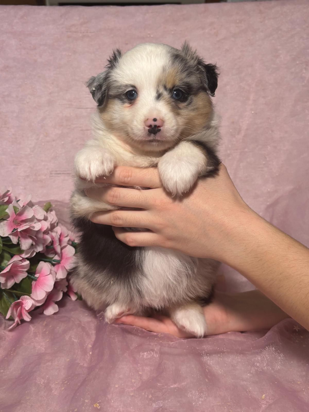 Du Royaume Des Quatre Pattes - Chiots disponibles - Berger Américain Miniature 