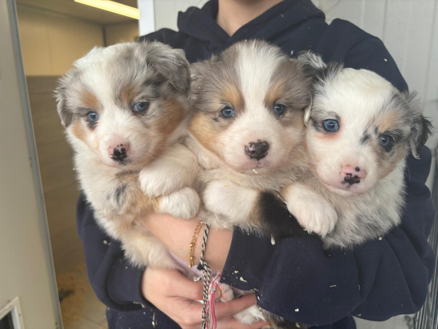 Du Royaume Des Quatre Pattes - Berger Américain Miniature  - Portée née le 18/12/2025