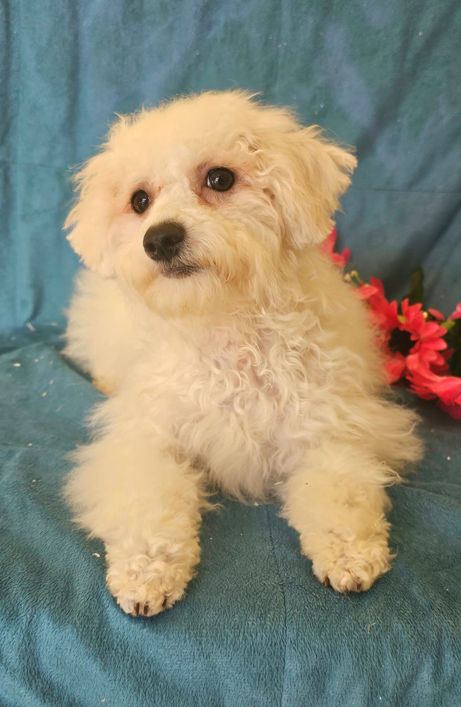 Du Royaume Des Quatre Pattes - Chiots disponibles - Bichon Frise