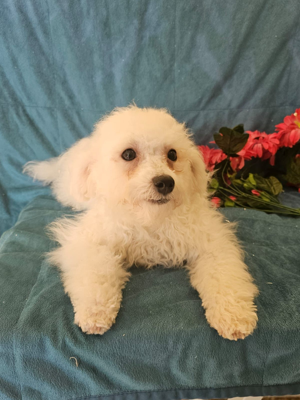 Du Royaume Des Quatre Pattes - Chiots disponibles - Bichon Frise