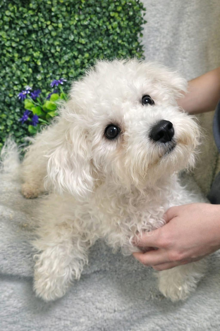 Du Royaume Des Quatre Pattes - Chiots disponibles - Bichon Frise