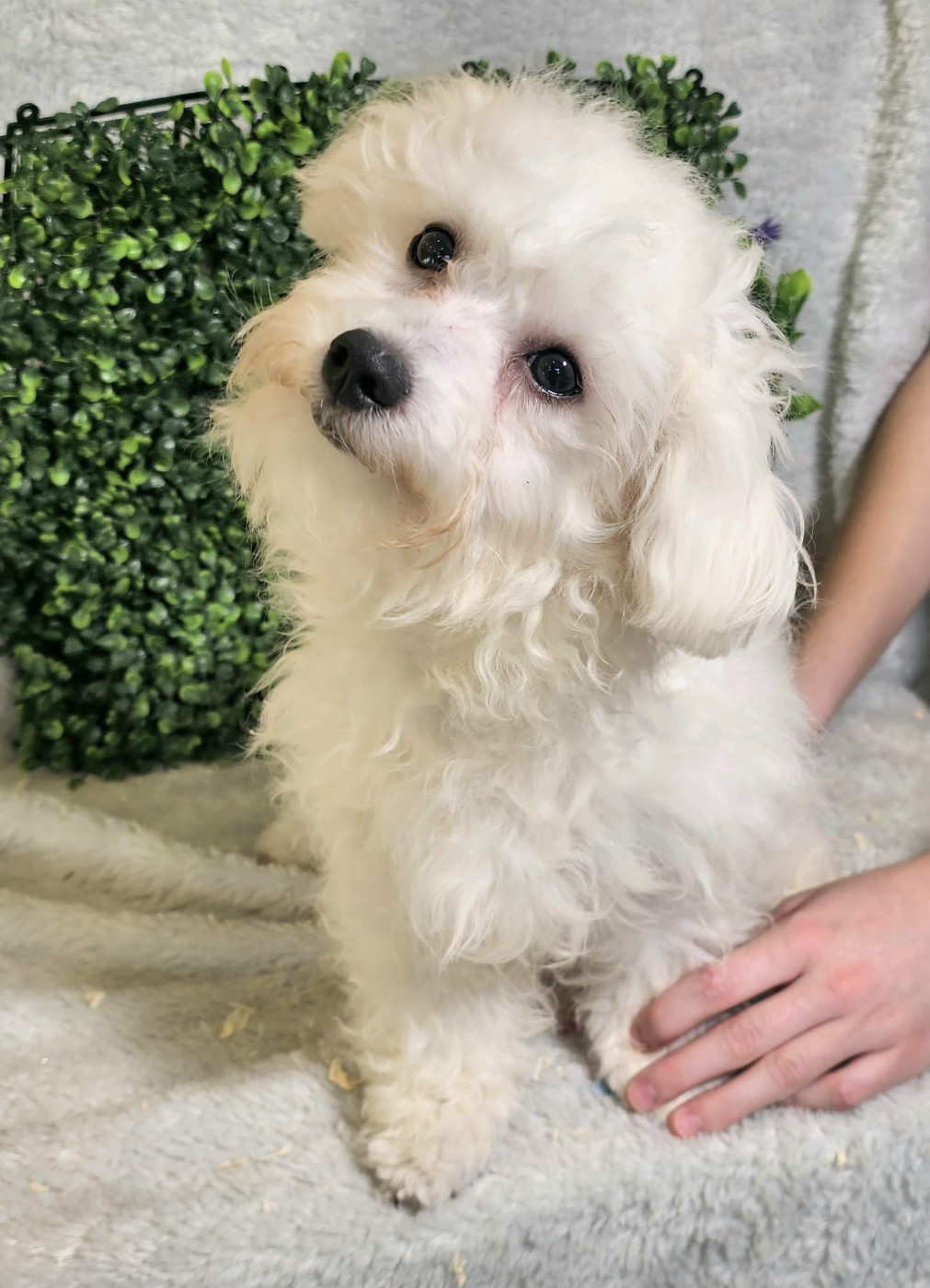 Du Royaume Des Quatre Pattes - Chiots disponibles - Bichon Frise