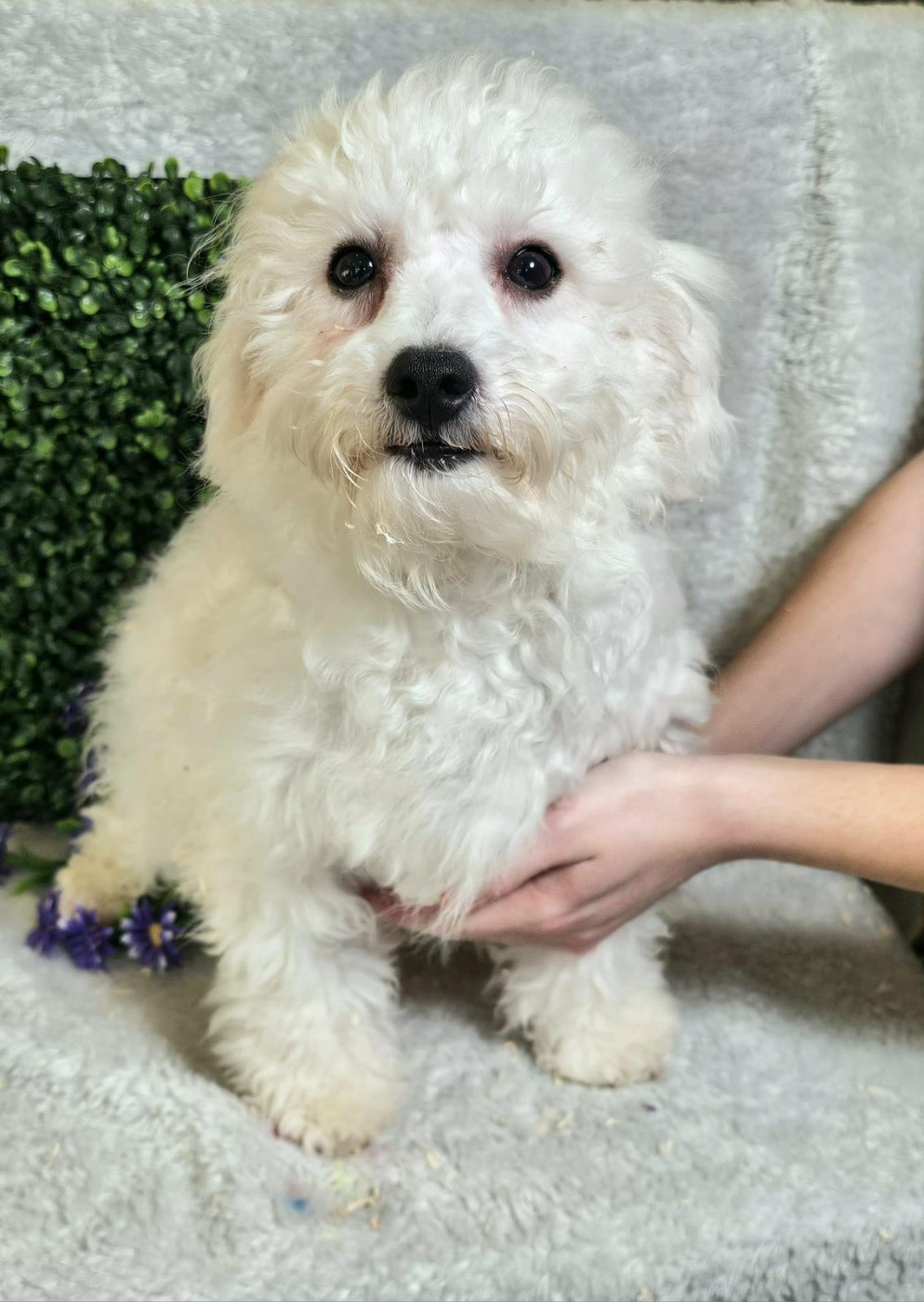 Du Royaume Des Quatre Pattes - Chiots disponibles - Bichon Frise