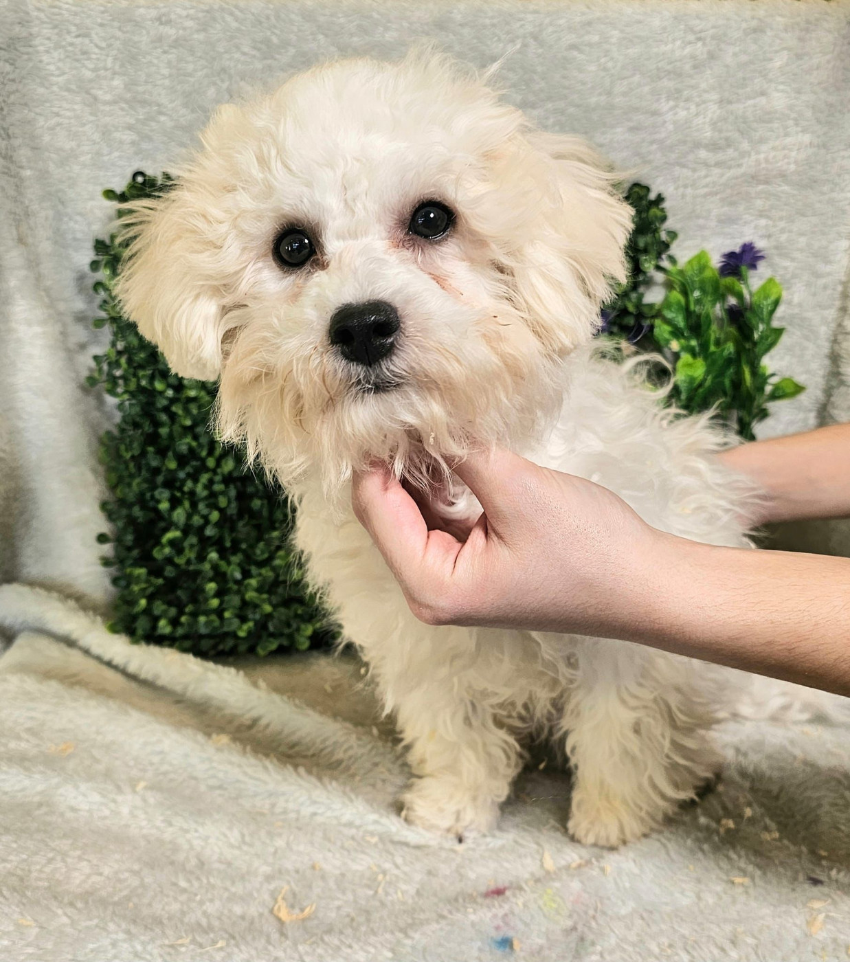 Du Royaume Des Quatre Pattes - Chiots disponibles - Bichon Frise