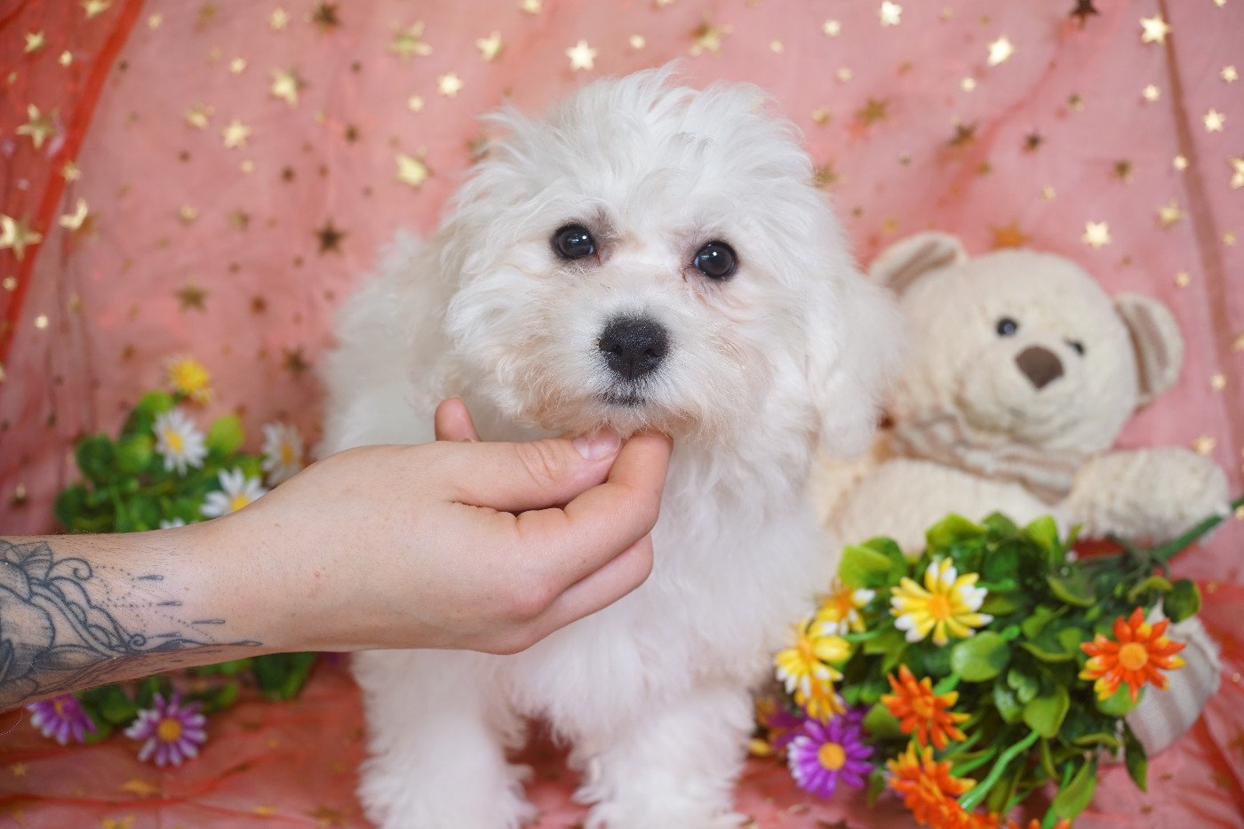 Du Royaume Des Quatre Pattes - Bichon Frise - Portée née le 06/08/2025