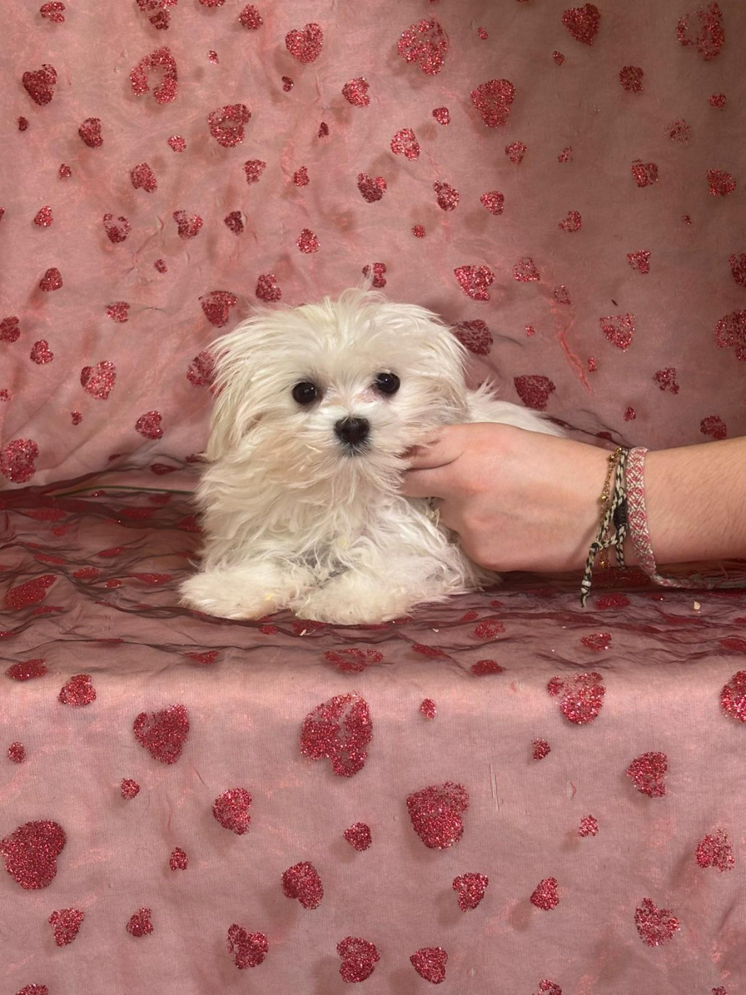 Du Royaume Des Quatre Pattes - Chiots disponibles - Bichon maltais