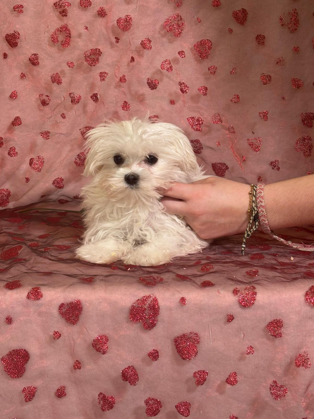 Du Royaume Des Quatre Pattes - Bichon maltais - Portée née le 09/11/2025