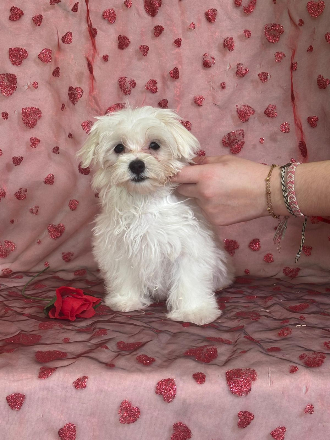 Du Royaume Des Quatre Pattes - Chiots disponibles - Bichon maltais