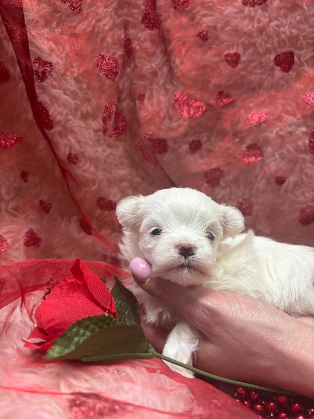 Du Royaume Des Quatre Pattes - Chiots disponibles - Bichon maltais