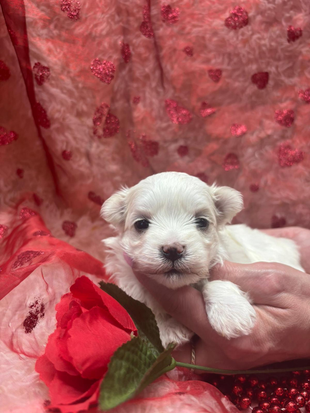 Du Royaume Des Quatre Pattes - Chiots disponibles - Bichon maltais