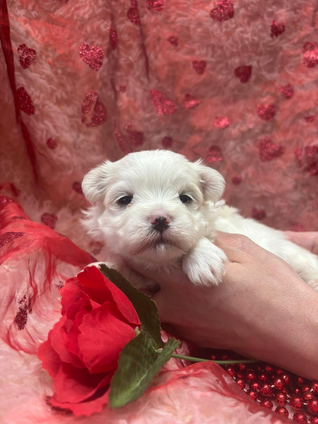 Du Royaume Des Quatre Pattes - Chiots disponibles - Bichon maltais