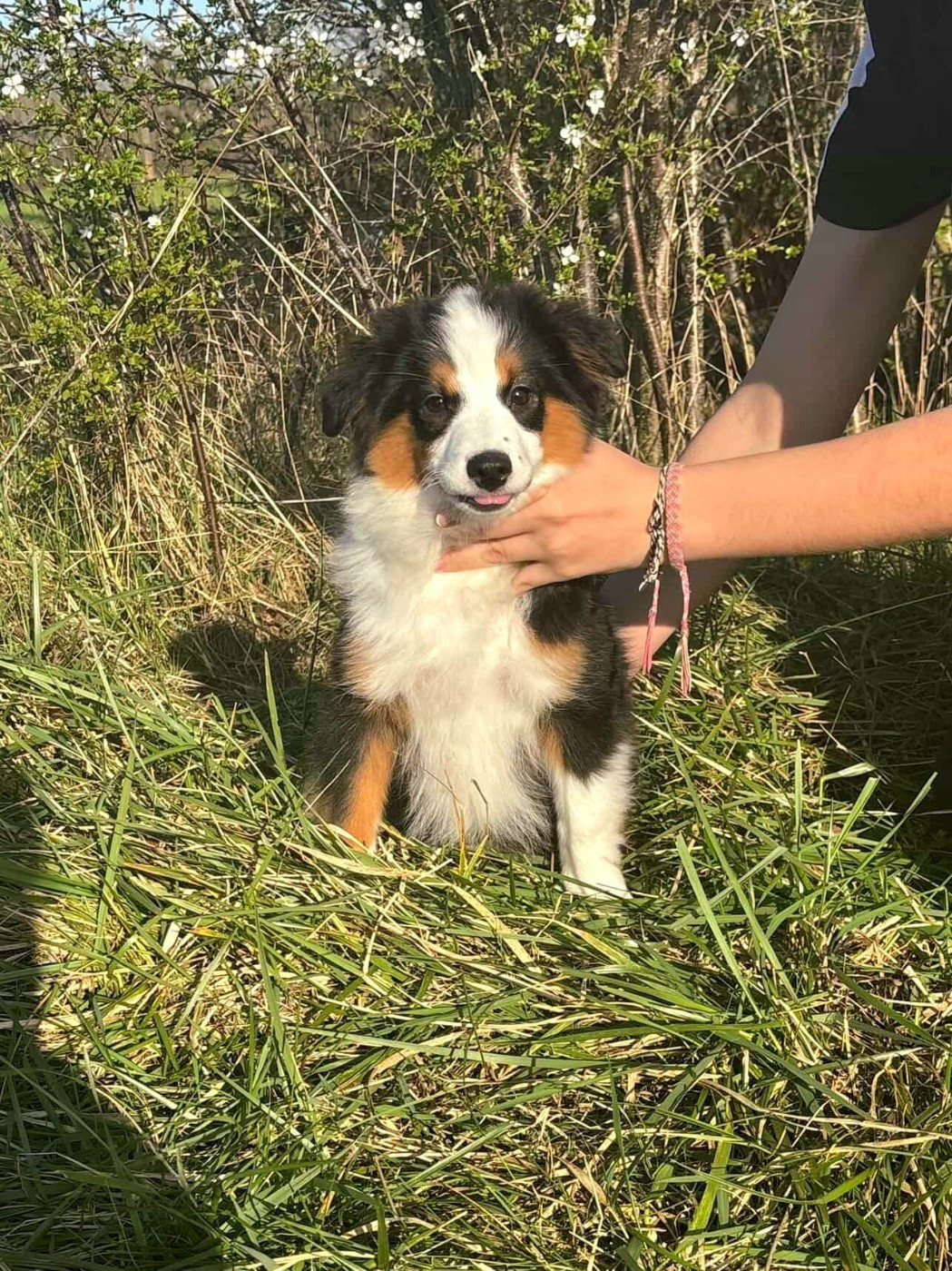 Du Royaume Des Quatre Pattes - Berger Américain Miniature  - Portée née le 17/11/2025