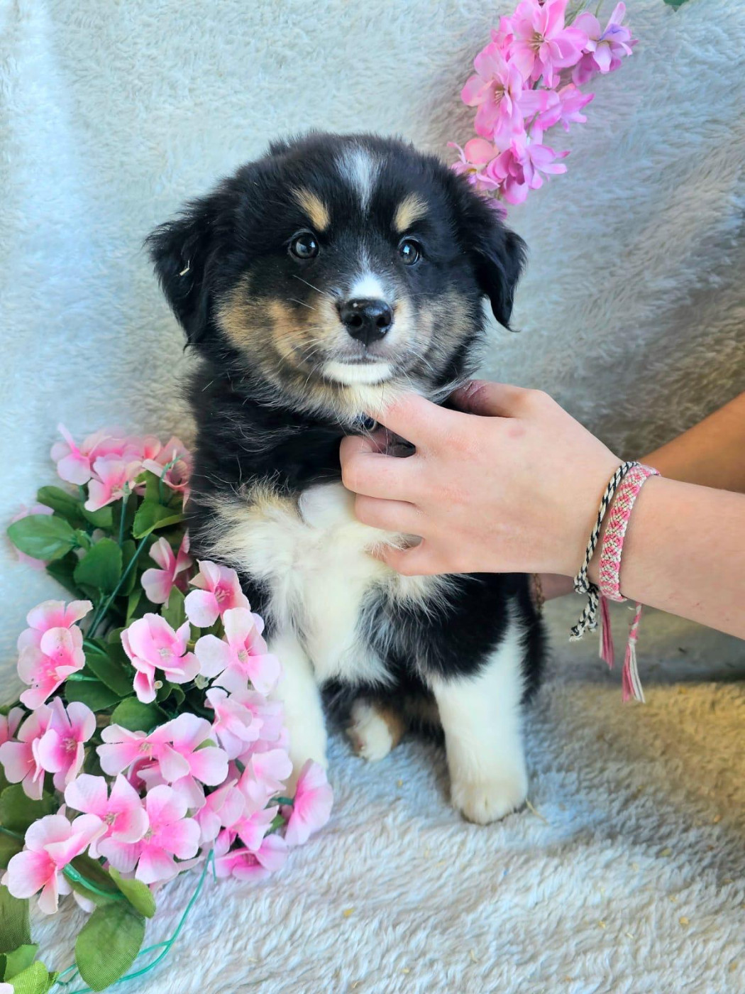 Du Royaume Des Quatre Pattes - Chiots disponibles - Berger Américain Miniature 