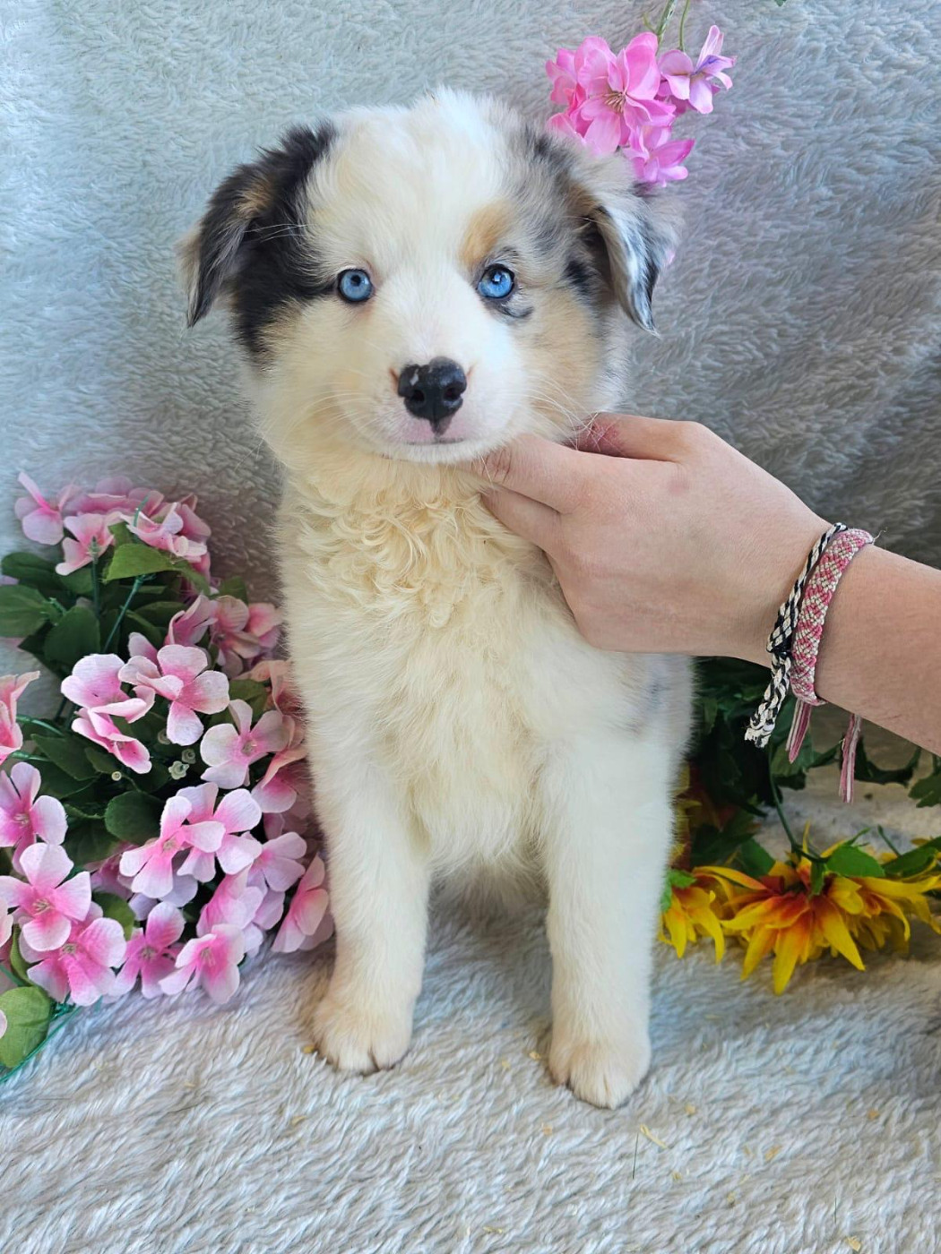 Du Royaume Des Quatre Pattes - Chiots disponibles - Berger Américain Miniature 