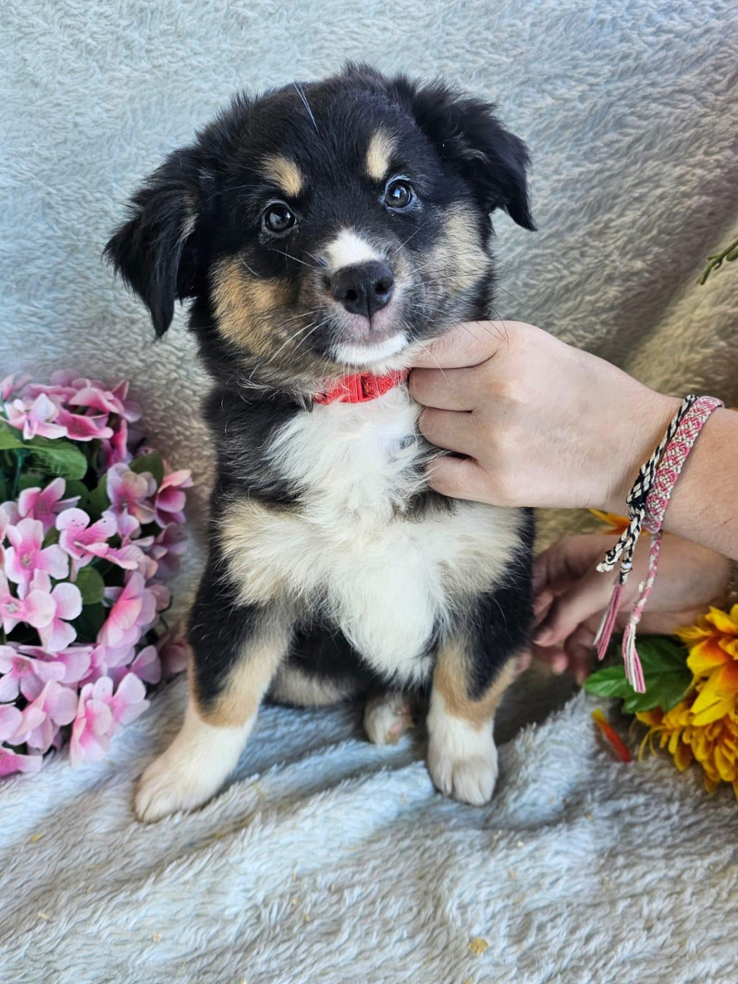 Du Royaume Des Quatre Pattes - Berger Américain Miniature  - Portée née le 28/12/2025