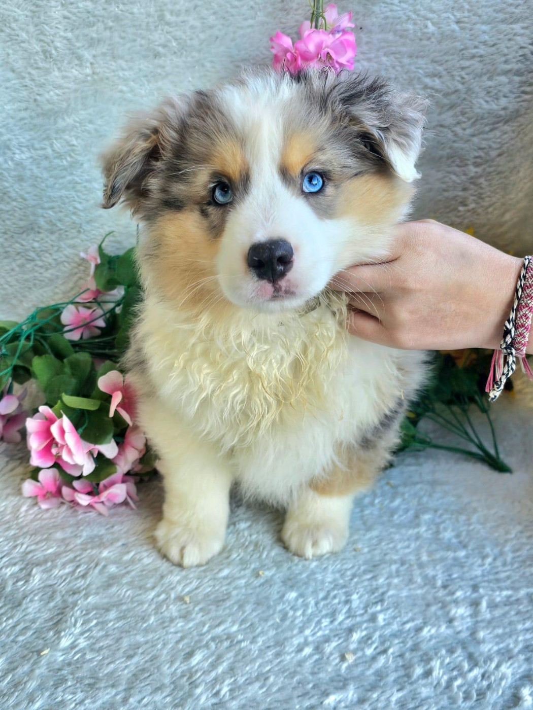 Du Royaume Des Quatre Pattes - Chiots disponibles - Berger Américain Miniature 