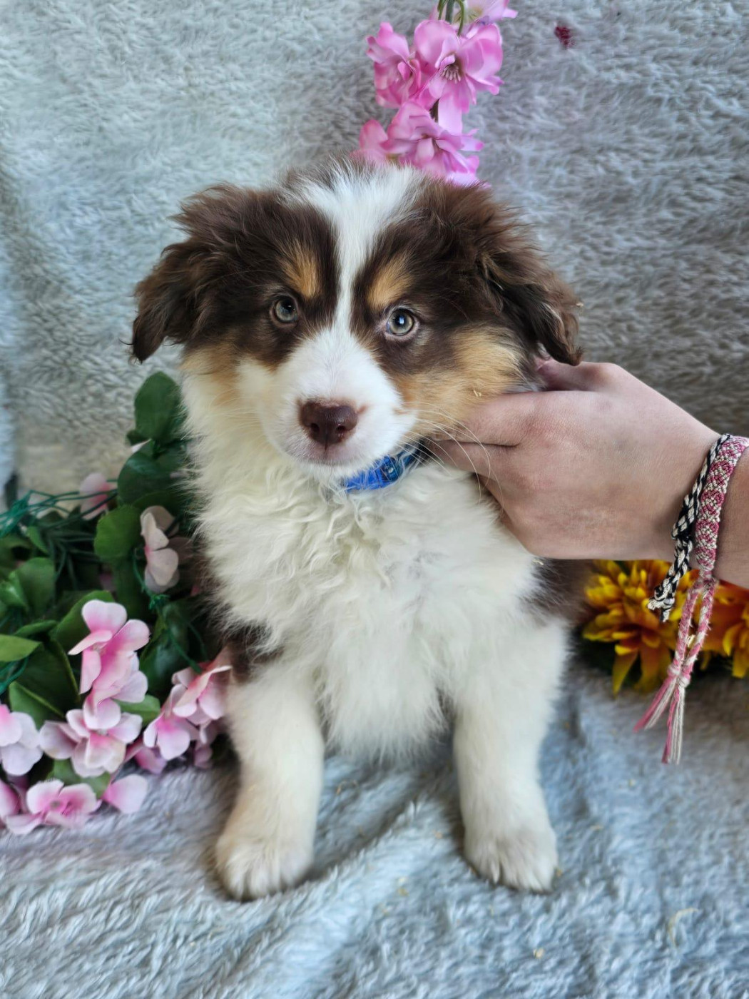 Du Royaume Des Quatre Pattes - Chiots disponibles - Berger Américain Miniature 