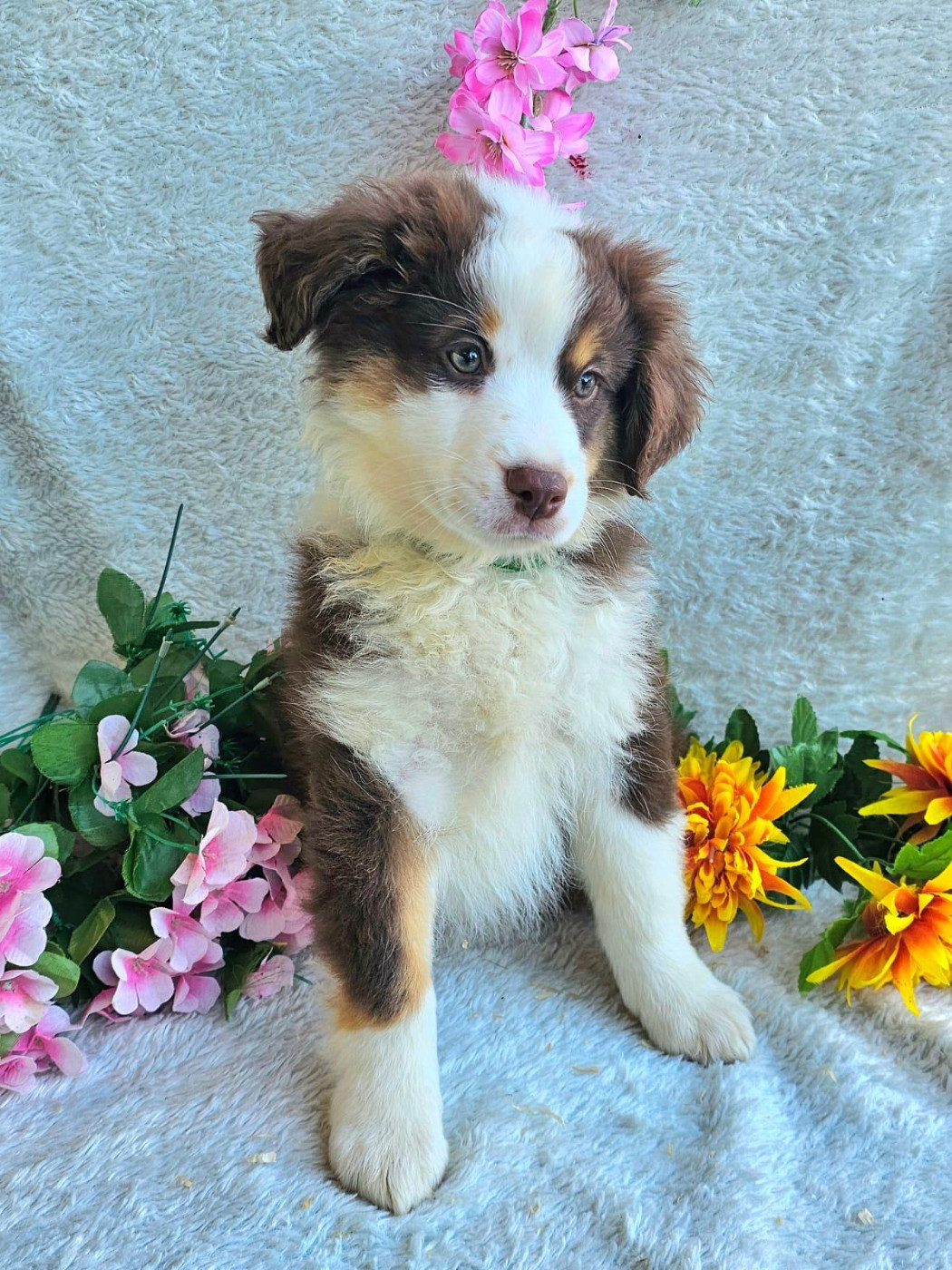 Du Royaume Des Quatre Pattes - Chiots disponibles - Berger Américain Miniature 