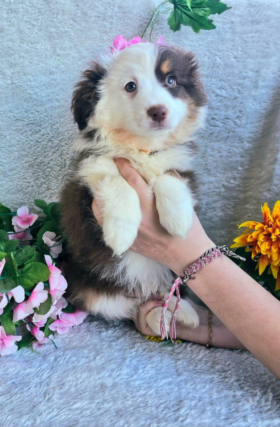 Du Royaume Des Quatre Pattes - Chiots disponibles - Berger Américain Miniature 