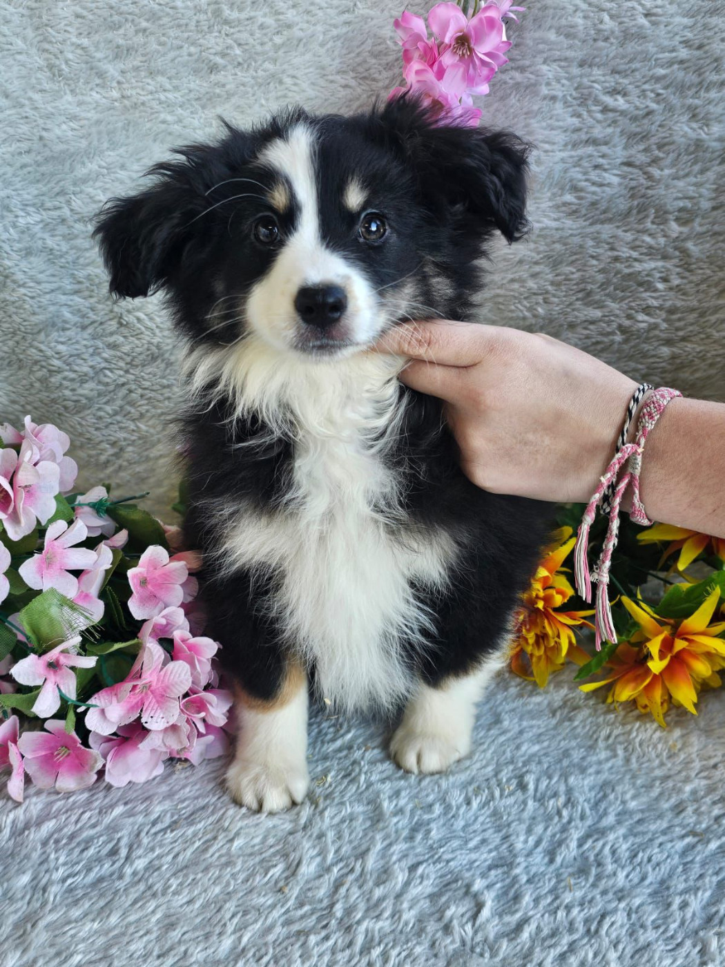 Du Royaume Des Quatre Pattes - Chiots disponibles - Berger Américain Miniature 