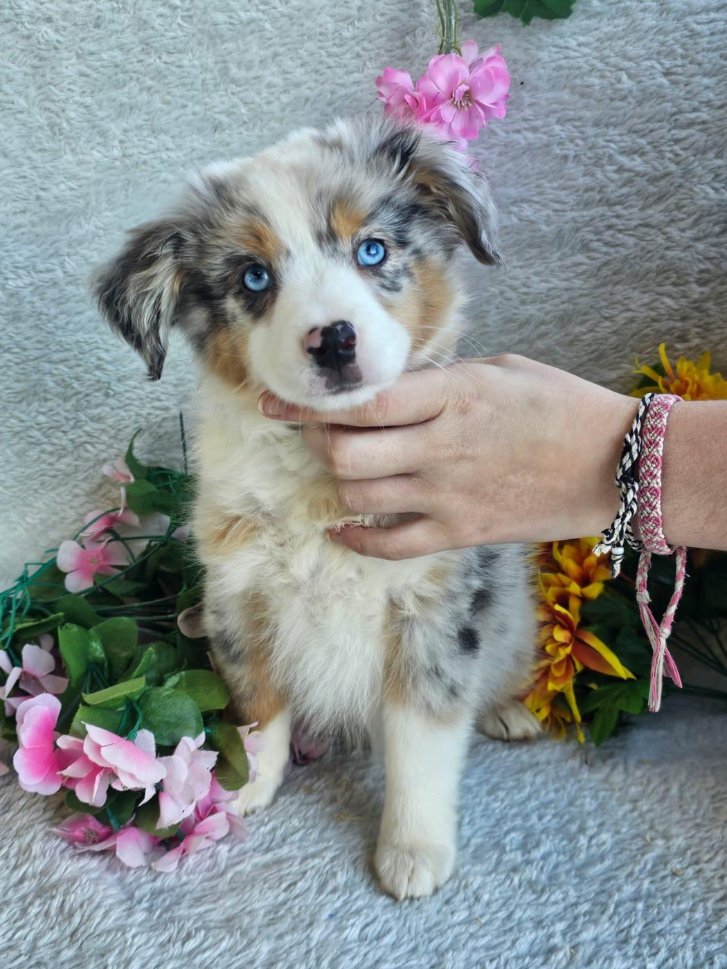 Du Royaume Des Quatre Pattes - Chiots disponibles - Berger Américain Miniature 