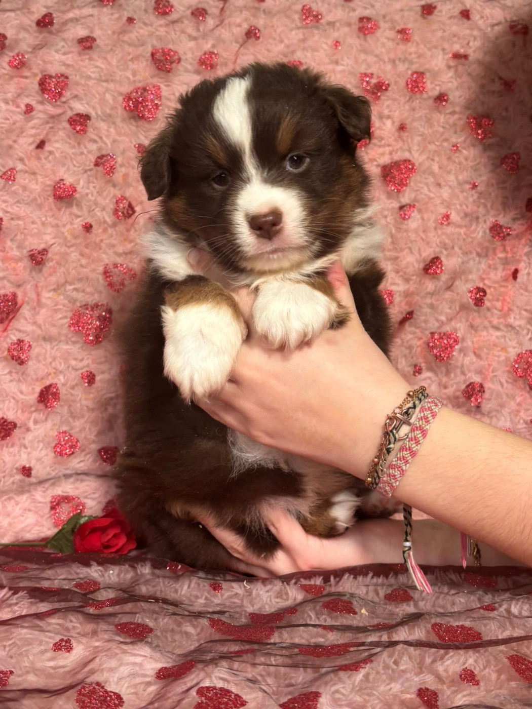 Chiot Berger Américain Miniature  Du Royaume Des Quatre Pattes