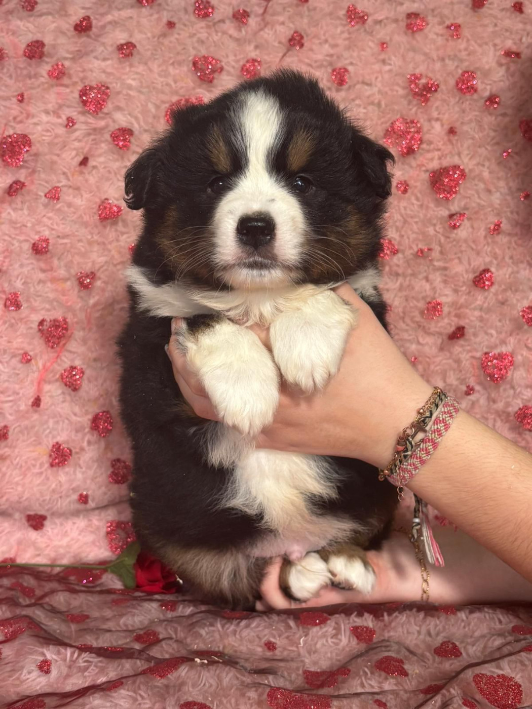 Du Royaume Des Quatre Pattes - Chiots disponibles - Berger Américain Miniature 