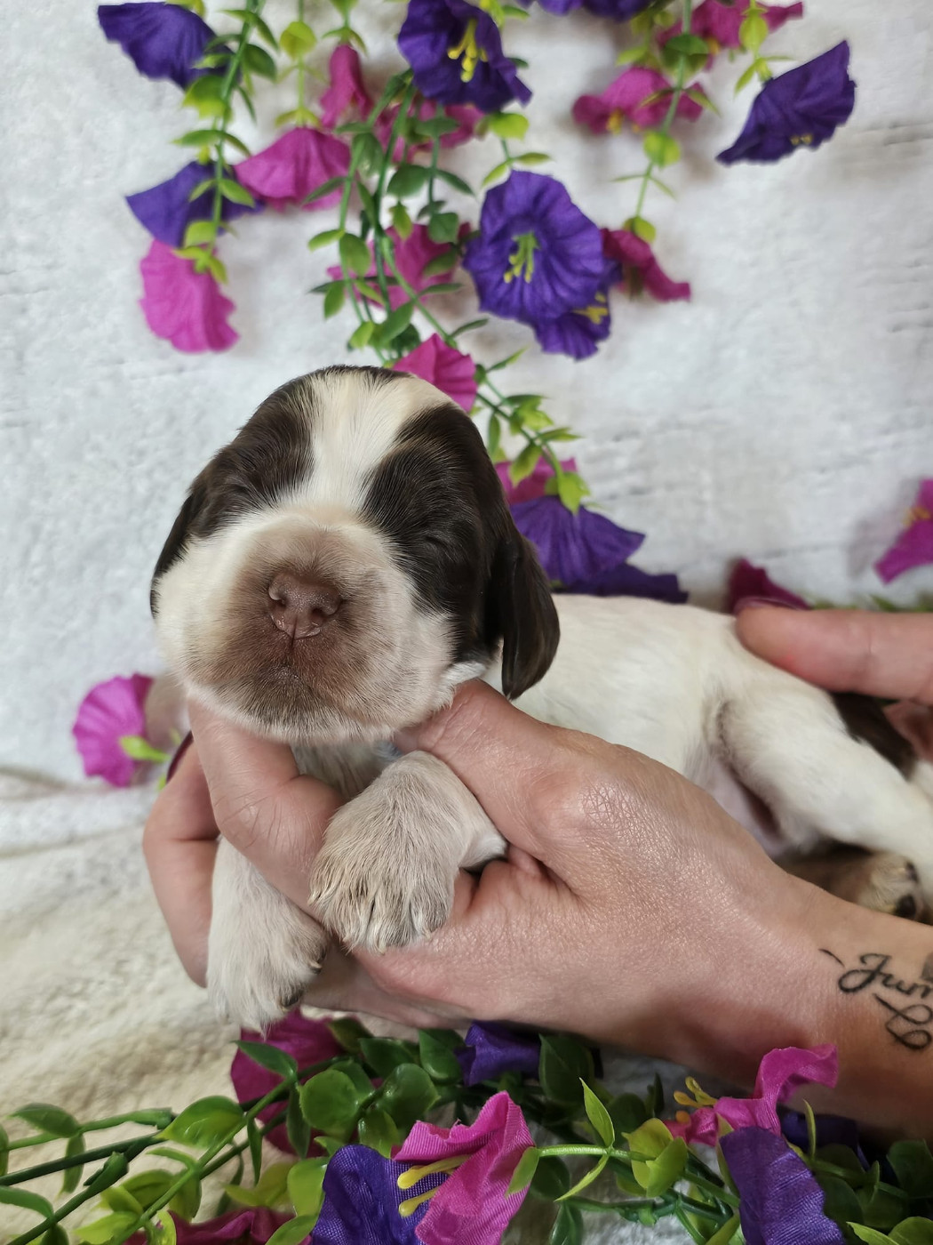 Du Royaume Des Quatre Pattes - Chiots disponibles - Cocker Spaniel Anglais