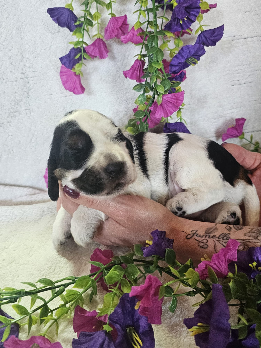 Du Royaume Des Quatre Pattes - Chiots disponibles - Cocker Spaniel Anglais