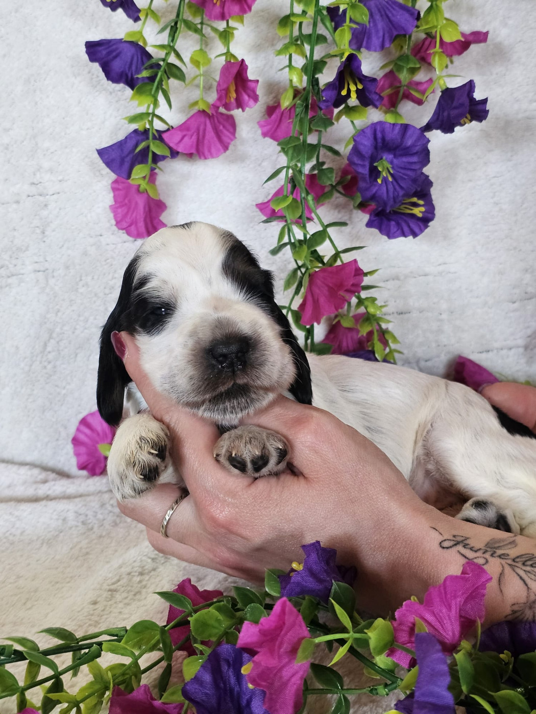 Chiot Cocker Spaniel Anglais Du Royaume Des Quatre Pattes