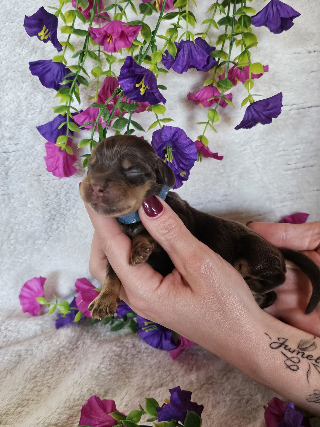 Du Royaume Des Quatre Pattes - Chiots disponibles - Cocker Spaniel Anglais