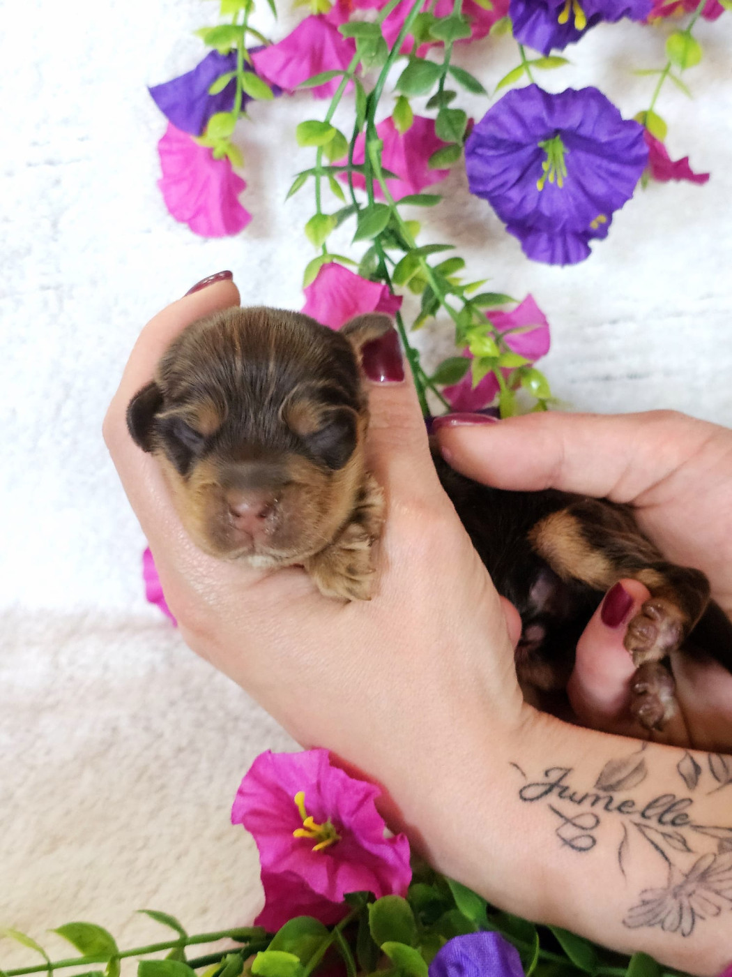 Du Royaume Des Quatre Pattes - Chiots disponibles - Cocker Spaniel Anglais