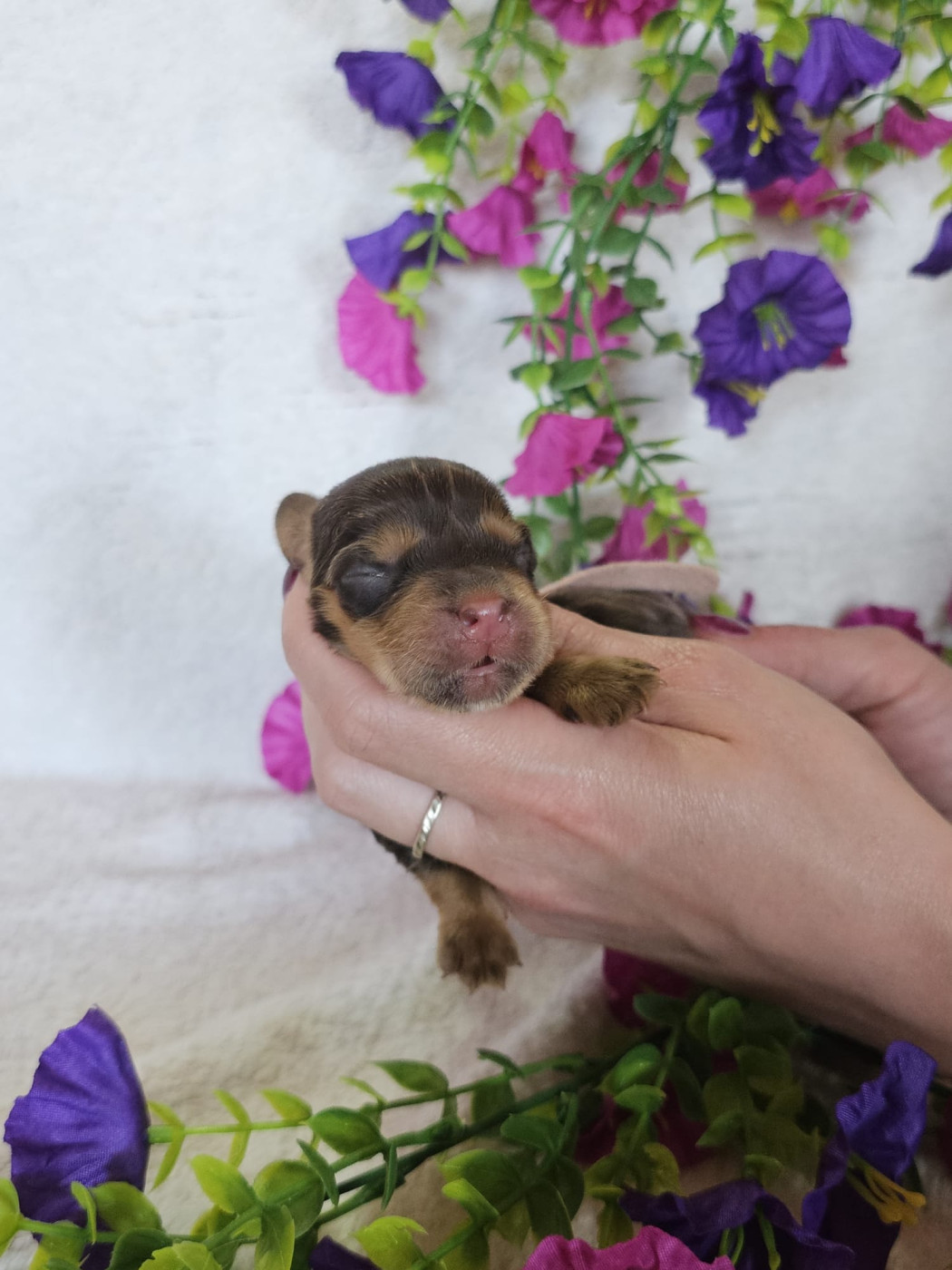 Du Royaume Des Quatre Pattes - Chiots disponibles - Cocker Spaniel Anglais