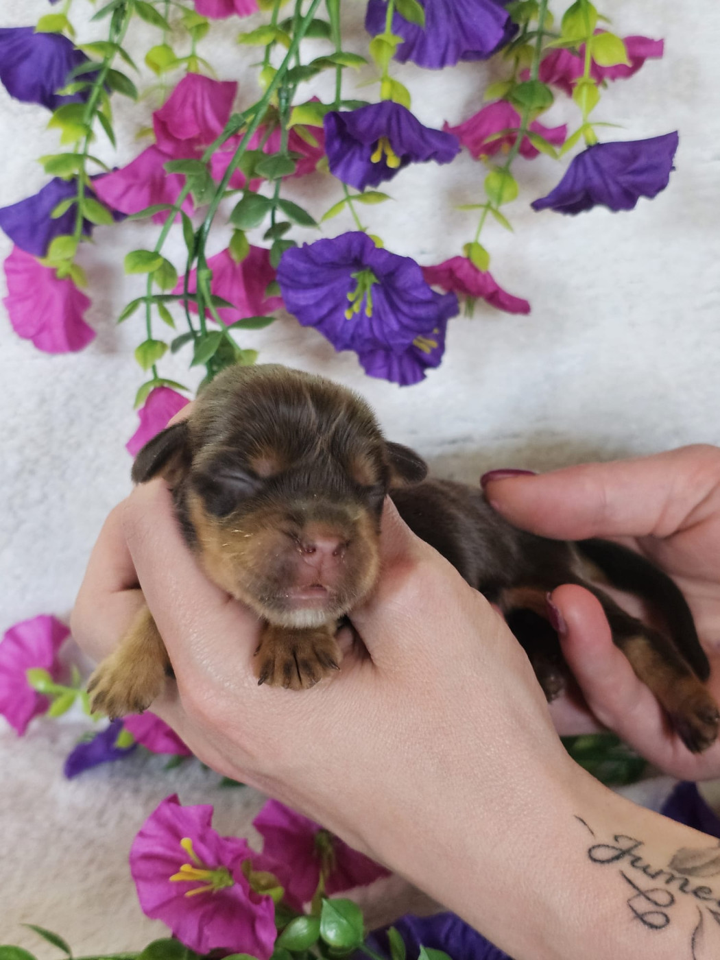 Du Royaume Des Quatre Pattes - Chiots disponibles - Cocker Spaniel Anglais