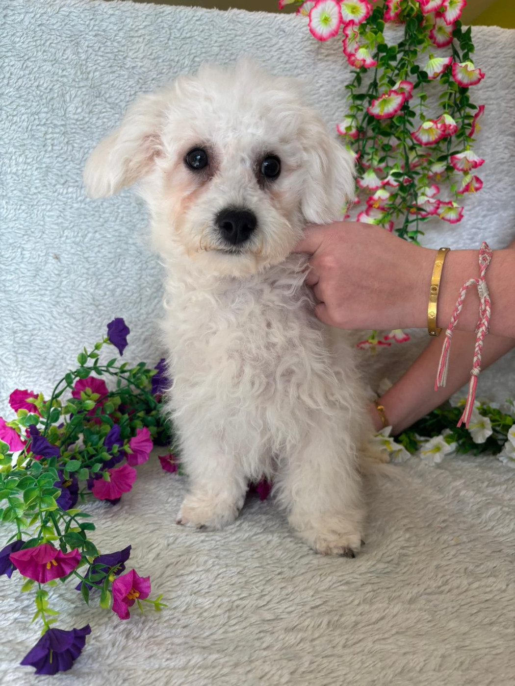 Du Royaume Des Quatre Pattes - Bichon Frise - Portée née le 20/11/2025