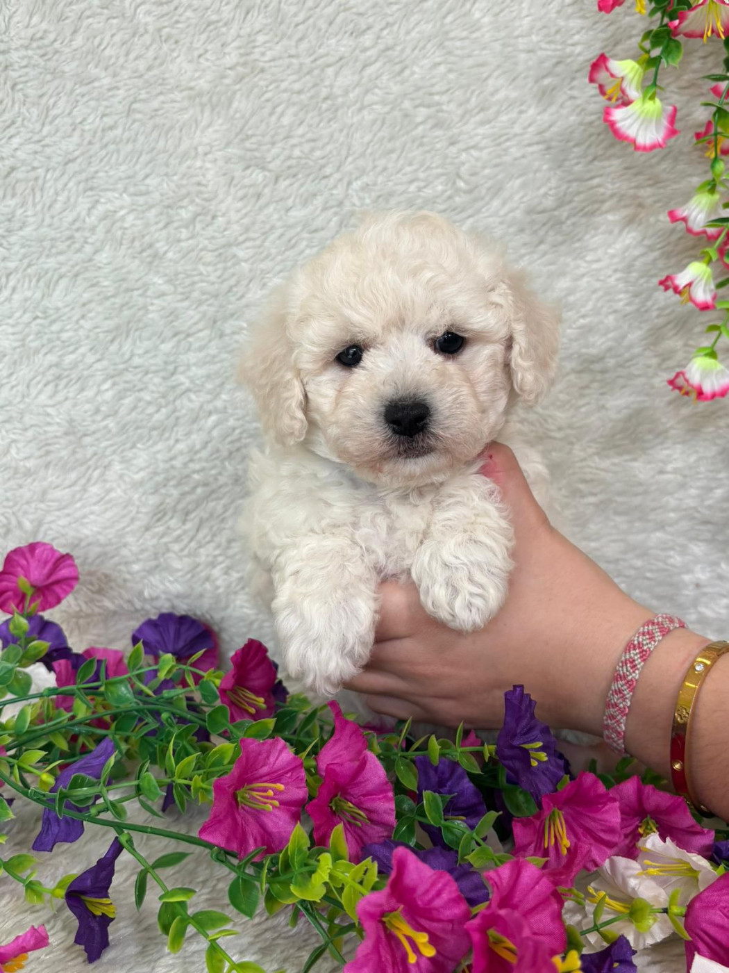 Du Royaume Des Quatre Pattes - Chiots disponibles - Bichon Frise