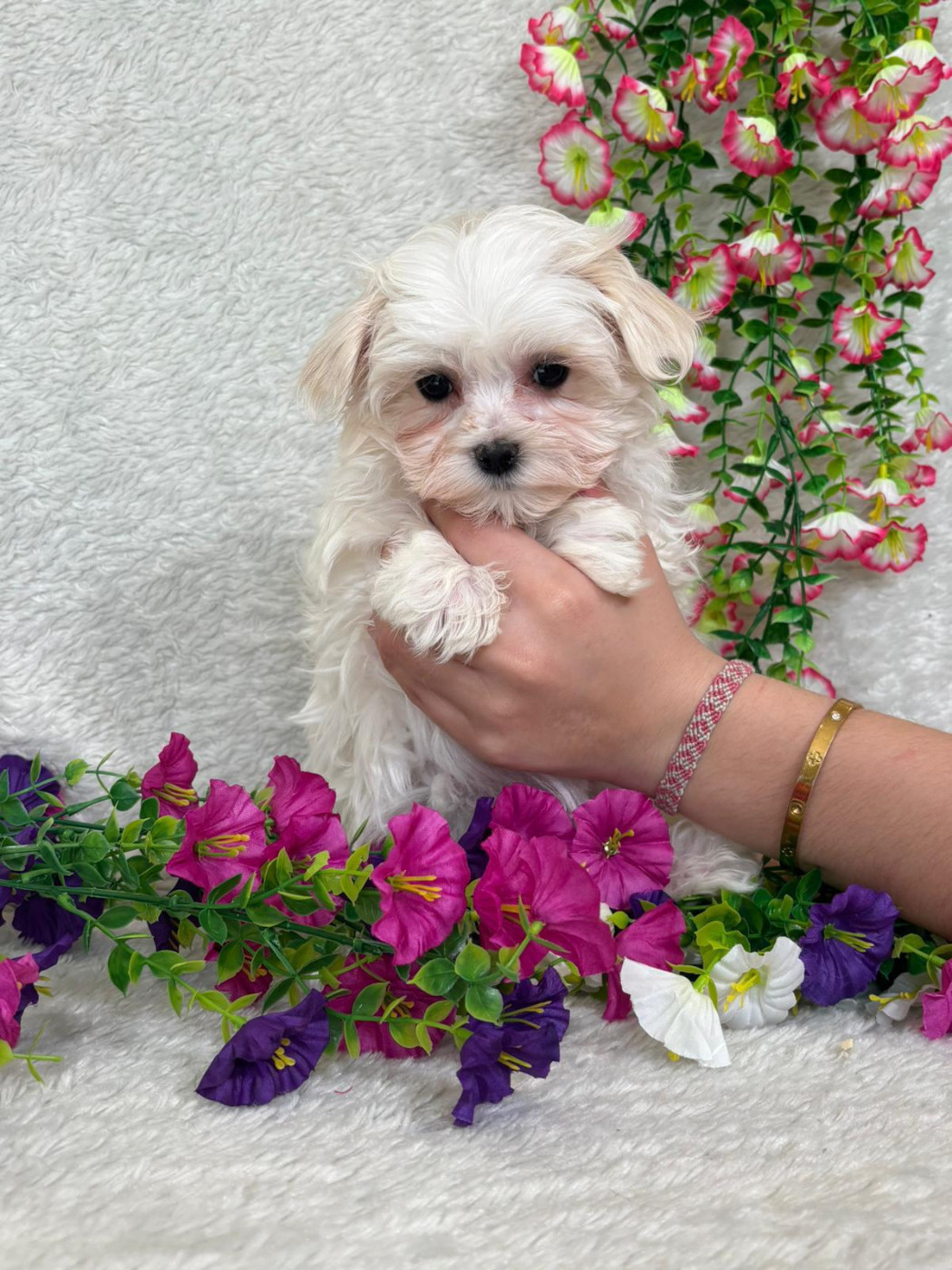 Du Royaume Des Quatre Pattes - Bichon maltais - Portée née le 20/01/2026