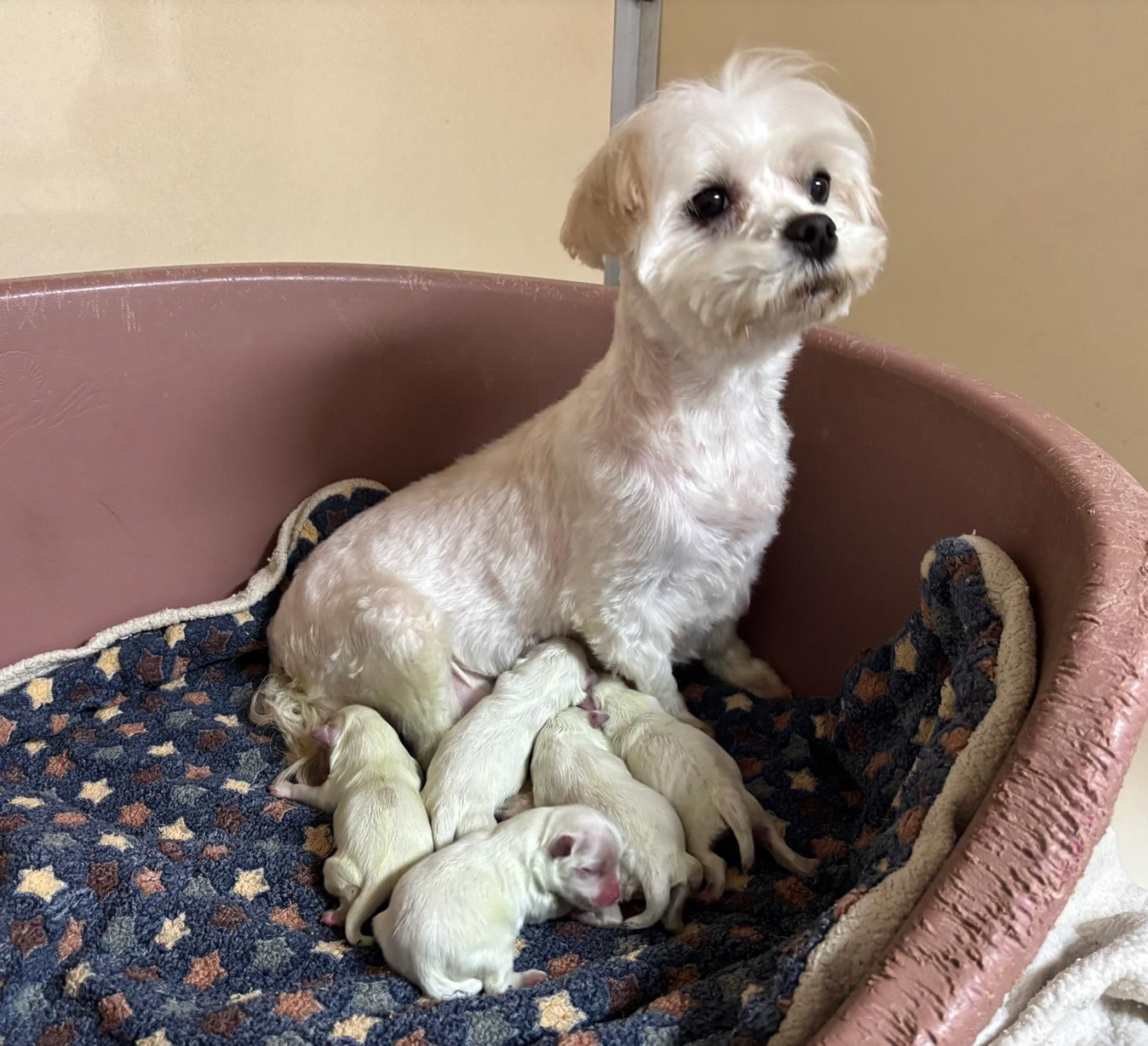 Du Royaume Des Quatre Pattes - Bichon maltais - Portée née le 24/03/2026