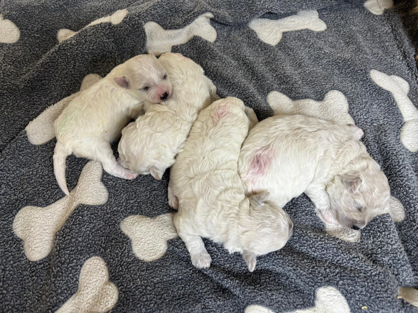 Du Royaume Des Quatre Pattes - Bichon Frise - Portée née le 14/03/2026