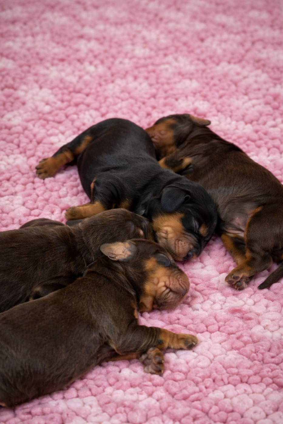 Du Royaume Des Quatre Pattes - Cocker Spaniel Anglais - Portée née le 18/03/2026