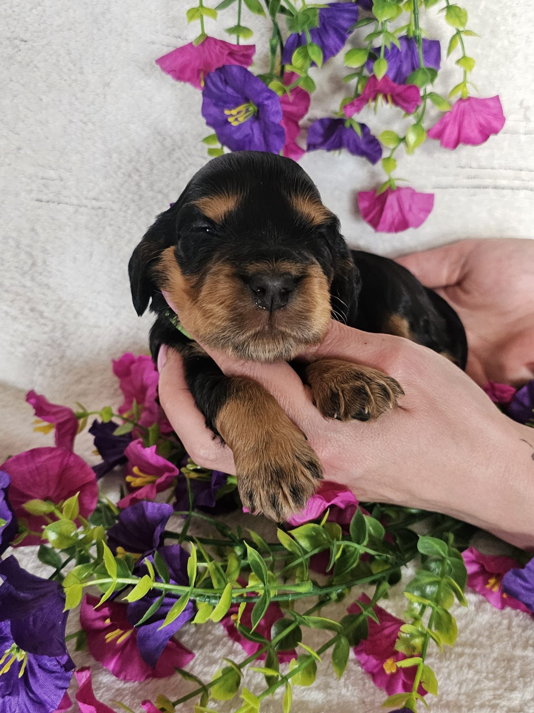 Du Royaume Des Quatre Pattes - Chiots disponibles - Cocker Spaniel Anglais