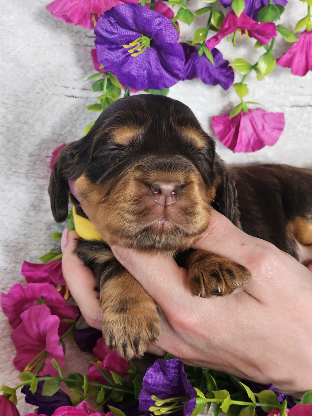 Du Royaume Des Quatre Pattes - Chiots disponibles - Cocker Spaniel Anglais