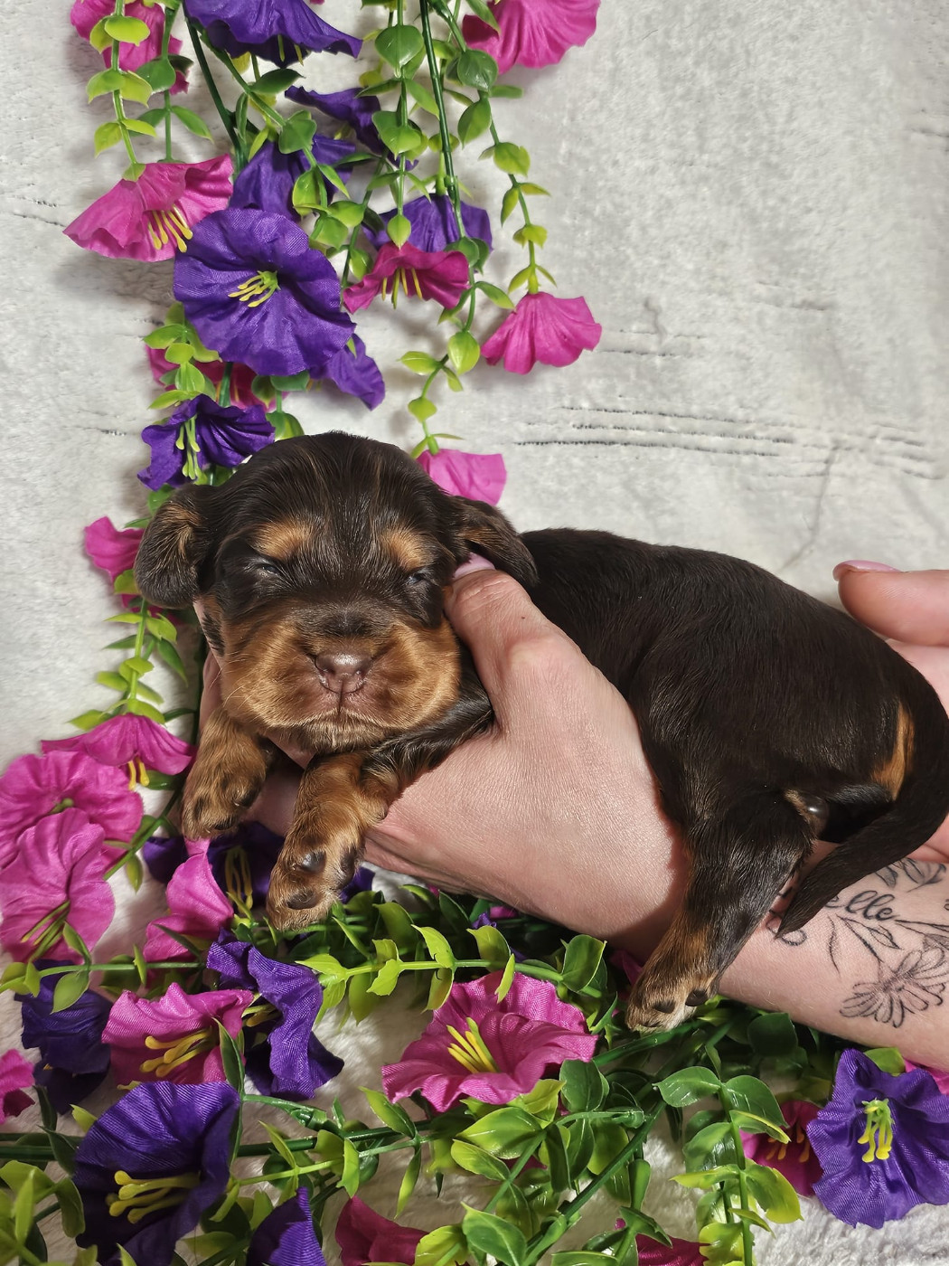 Du Royaume Des Quatre Pattes - Chiots disponibles - Cocker Spaniel Anglais