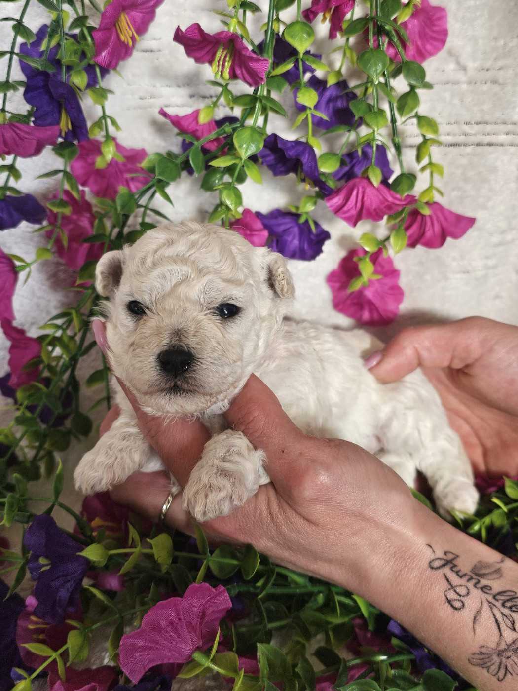 Du Royaume Des Quatre Pattes - Chiots disponibles - Bichon Frise