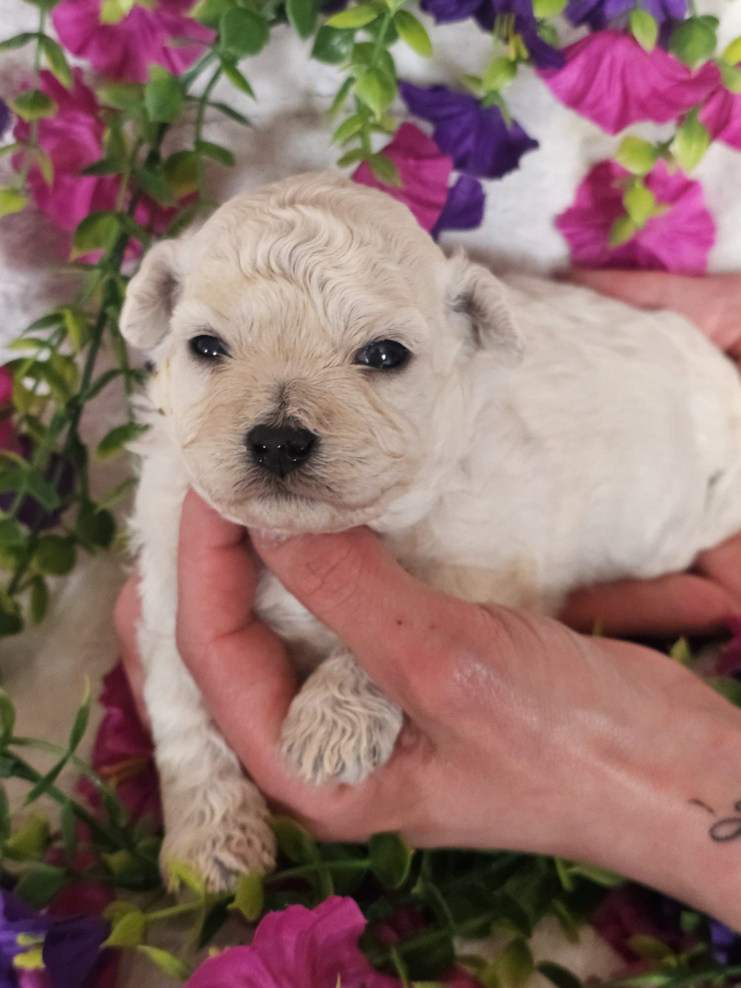 Du Royaume Des Quatre Pattes - Chiots disponibles - Bichon Frise